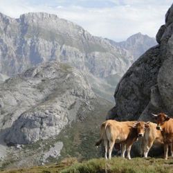 Picos de Europa