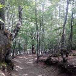 Picos de Europa