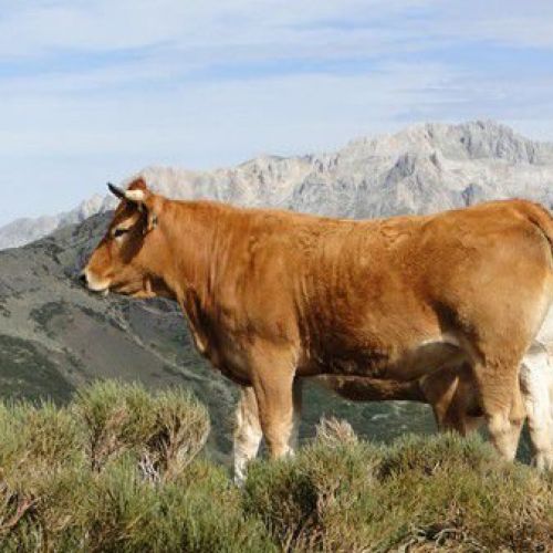 Picos de Europa