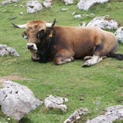 Picos de Europa