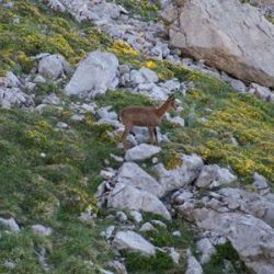 Picos de Europa