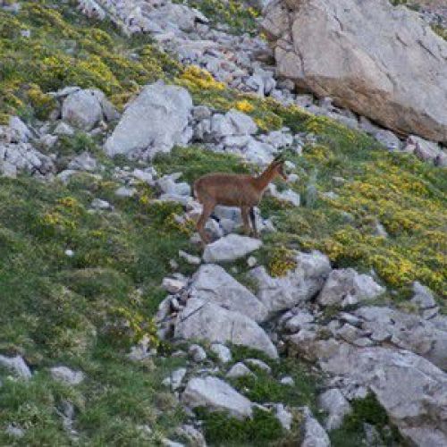 Picos de Europa