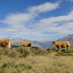 Picos de Europa