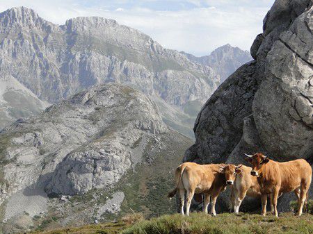 Picos europa