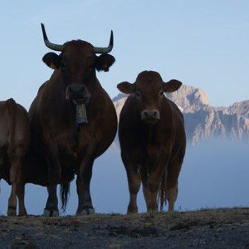 Entorno natural de los Picos de Europa ideal para una escapada rural en León.