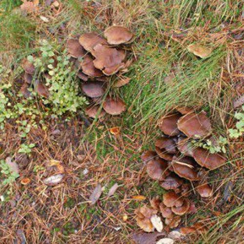 Planes de naturaleza y aventura en la montaña leonesa.