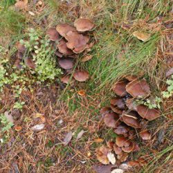 Planes de naturaleza y aventura en la montaña leonesa.